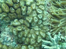 Lobophyllia corymbosa