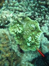 Merulina ampliata