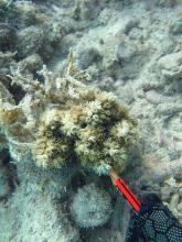 Galaxea acrhelia