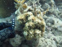 Galaxea acrhelia