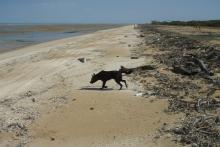 Lama Lama land and sea country in the Princess Charlotte Bay region.