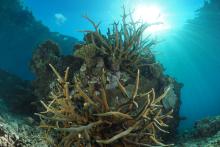 Staghorn coral