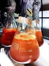 Stock cultures of the red microalgae Rhodomonas salina used to test herbicide toxicity
