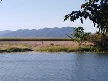 Constructed wetland in Tully