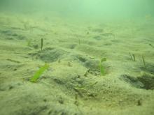 Seagrass at Magnetic Island - Feb 2011
