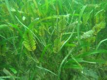 Seagrass at Magnetic Island - Jan 2008