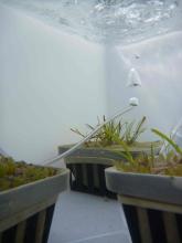 Seagrass transplanted into trays