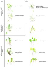 Illustration of seagrass species in the GBRWHA