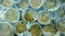 Seagrass Halophila ovalis in collection pots