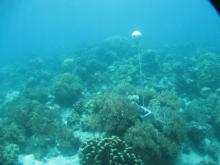 Bramble Cay - Torres Strait Temperature Logger (Slope Logger: BRAMBLESL1)