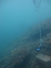 Mabuiag Island - Torres Strait Temperature Logger (Slope Logger: MABUIAGSL1)