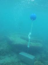 Twin Island - Torres Strait Temperature Logger (Slope Logger: TWINSL1)