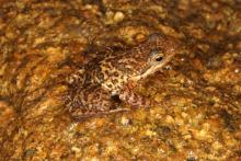 Taudactylus eungellensis, example of day frogs that have gone missing