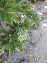 Tree Heliotrope