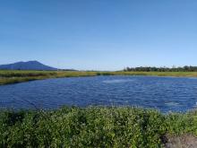 Constructed wetland in Tully