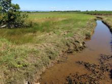 Tidal drain near cane farm