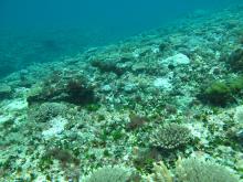 Coral recovering in Wreck Island Reef after Tropical Cyclone Hamish
