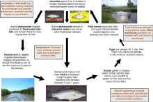Barramundi life cycle