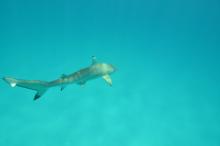 Tagged blacktip reef shark