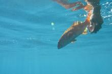 Release of a coral trout
