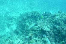 Tagged coral trout