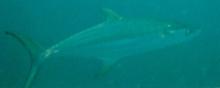 Broad-barred (grey) mackerel