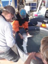 PhD student suturing a grey reef shark
