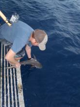 PhD student releasing a small grey reef shark