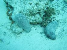 Holothuria whitmaei