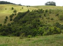Replanted rainforest patch - interior vegetation