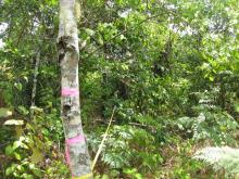 Rainforest regrowth patch - interior vegetation