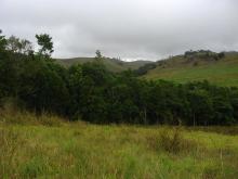 Replanted rainforest patch - viewed from outside