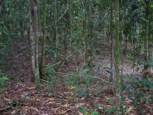 Replanted rainforest patch - interior vegetation