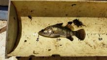 Small barramundi captured in restored wetland on Burdekin floodplain