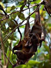 Little-red flying-foxes
