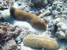 Ctenactis crassa