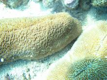 Ctenactis crassa