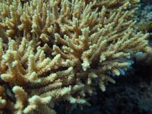 Acropora donei