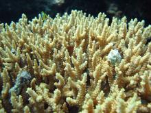 Acropora donei
