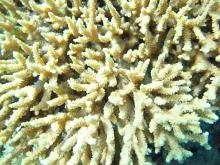 Acropora donei