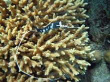 Acropora donei