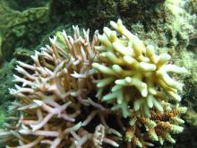 Seriatopora caliendrum