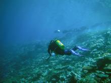Reef fishes visual census