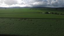 Far North Queensland cane fields aerial shot