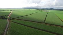 Far North Queensland cane fields aerial shot