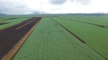 Far North Queensland cane fields aerial shot