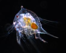 A. amphitrite nauplius larva