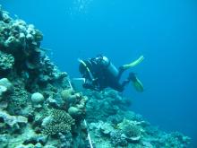 Reef survey