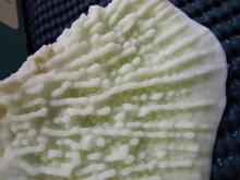 Montipora foliosa