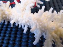 Acropora acuminata